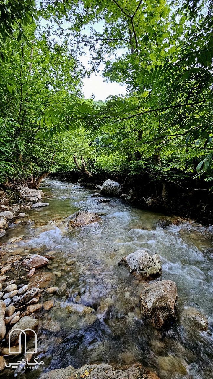 کلبه جنگلی صنوبر