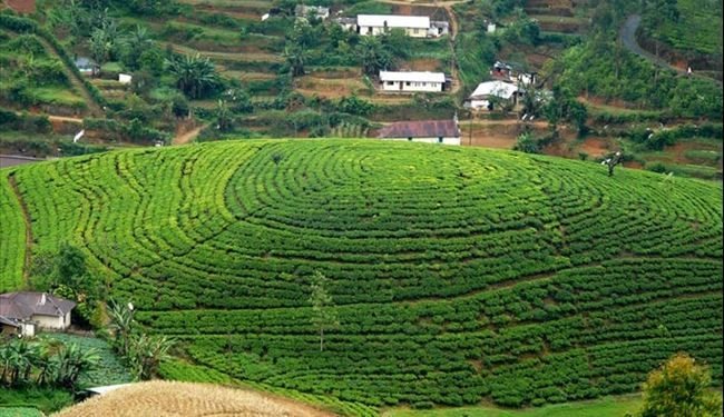 مزرعه چای در تنکابن 