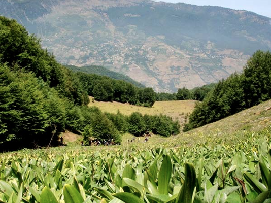 چشم‌ اندازهای جنگلی و دریایی: تجربه‌ ای فراموش‌ نشدنی