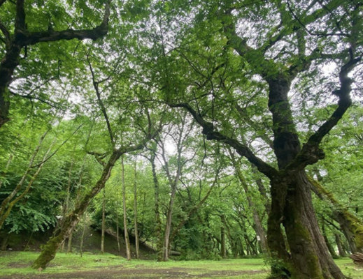 پارک خرمای لنگرود