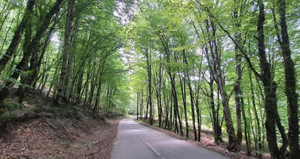 جنگل لاجیم در سوادکوه مازندران