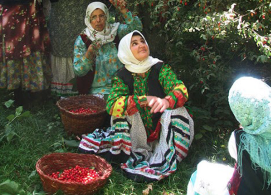 جشنواره برداشت زغال اخته، طعم تابستانی هیر قزوین
