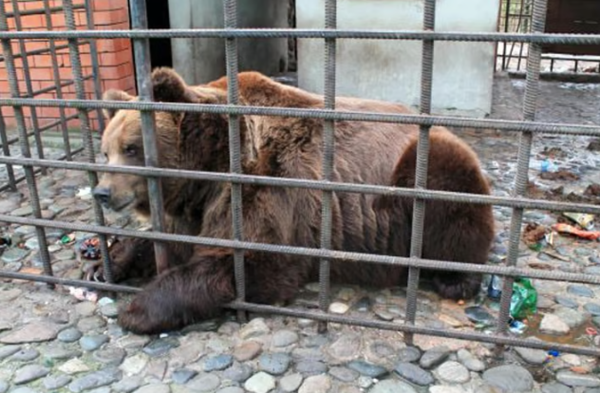 باغ‌ وحش سوچی (Sochi Zoo)