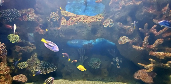 آکواریوم دیسکاوری لند سوچی (Aquarium Discovery Land Sochi)