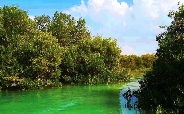 نزدیکی به جنگل حرا