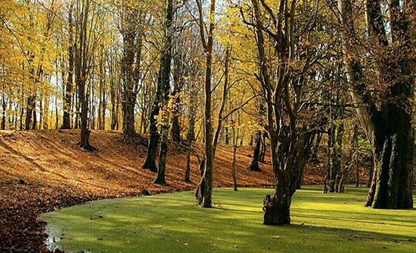 شیفت از ساحل به جنگل در فصل هزار رنگ