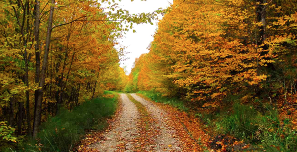 جنگل راش (سوادکوه)