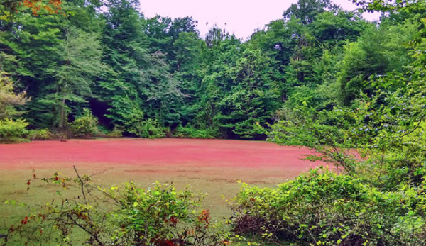 مرداب هسل (چالوس)