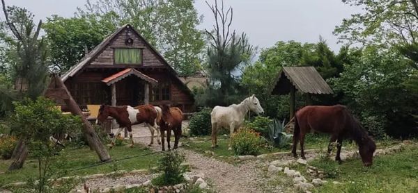 بررسی تحلیلی بومگردی‌ های پیشرو